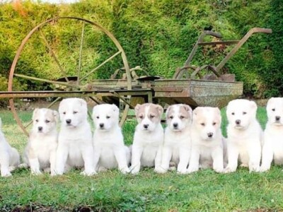 Malo prijedorsko životinjsko carstvo