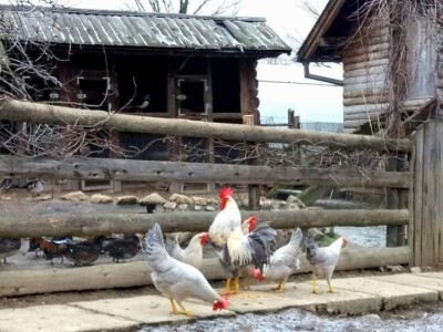 Malo prijedorsko životinjsko carstvo