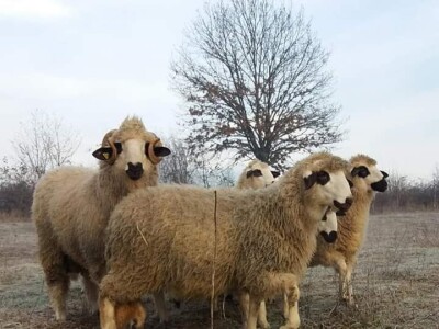 Malo prijedorsko životinjsko carstvo