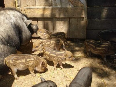 Malo prijedorsko životinjsko carstvo