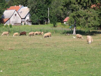 Malonogometni humanitarni turnir "Na njivi"