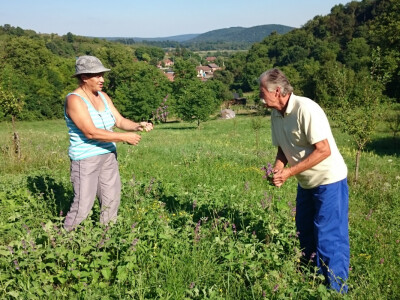 Puna livada ljekovitog bilja Puna livada ljekovitog bilja