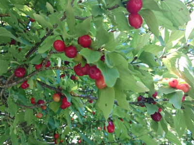 Crveni drijenak Crveni drijenak