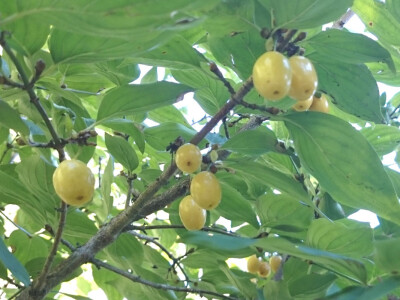 Bijeli drijenak Bijeli drijenak