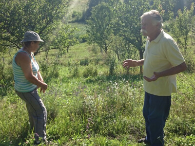 Ljekovito bilje u mješovitom voćnjaku Ljekovito bilje u mješovitom voćnjaku