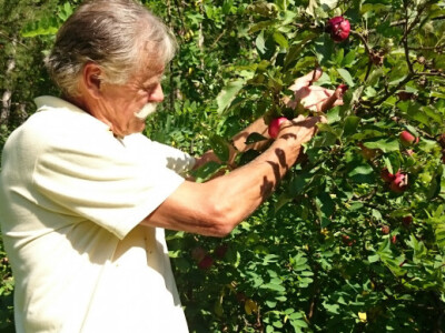 Otporna stara sorta jabuke Otporna stara sorta jabuke