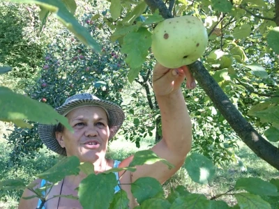 Krupna ljetna jabuka