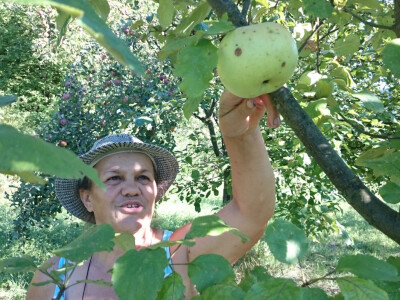 Krupna ljetna jabuka Krupna ljetna jabuka