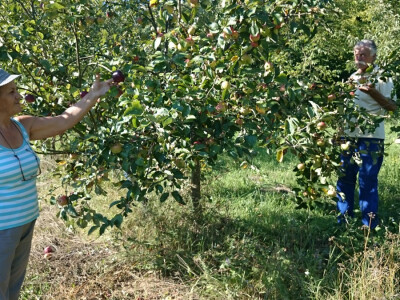 Na jednom stablu dvije sorte Na jednom stablu dvije sorte