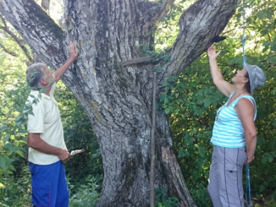 Gorostasni orah Gorostasni orah