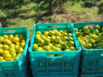 Mandarine u Neretvanskom kraju Mandarine u Neretvanskom kraju