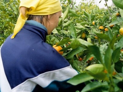 Kominjanka u berbi mandarina na svoj plantaži na lijevoj obali Neretve