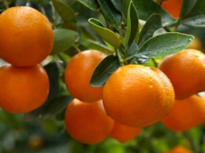 Mandarine u dolini Neretve