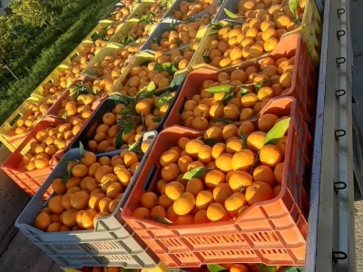 Mandarine iz Opuzena