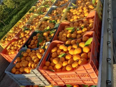 Mandarine iz Opuzena