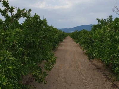 Mandarine iz Opuzena