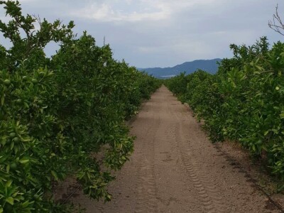 Mandarine iz Opuzena