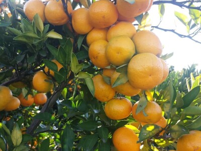 Mandarine iz Opuzena