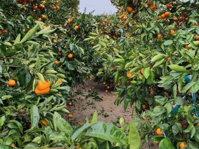 Mandarine iz Opuzena