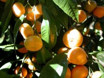 Mandarine na stablu izbliza