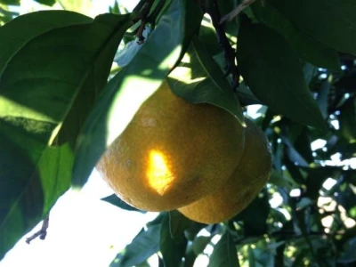 Opuzenske mandarine