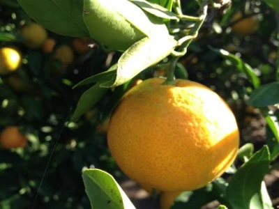 Opuzenske mandarine
