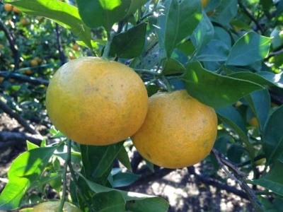 Opuzenske mandarine