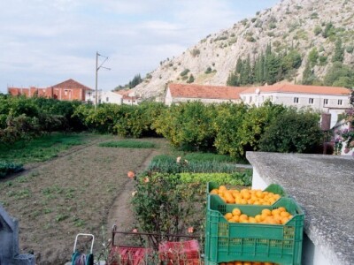 Neretvanske mandarine i klementine