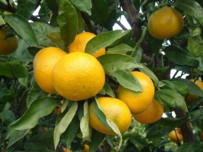 Neobrane mandarine u Neretvanskoj dolini