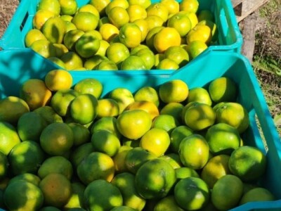 Mandarine u Neretvanskom kraju Mandarine u Neretvanskom kraju