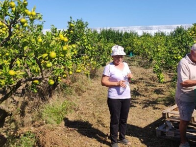 Mandarine u Neretvanskom kraju Mandarine u Neretvanskom kraju