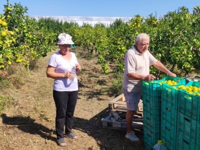 Mandarine u Neretvanskom kraju Mandarine u Neretvanskom kraju