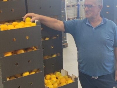 Mandarine u Neretvanskom kraju Mandarine u Neretvanskom kraju