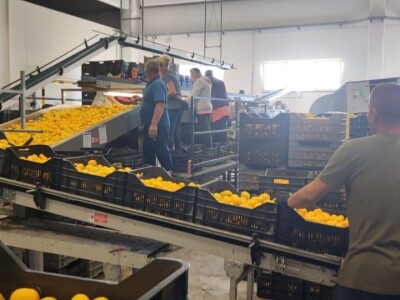 Mandarine u Neretvanskom kraju Mandarine u Neretvanskom kraju