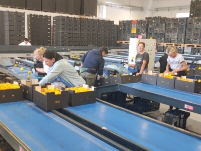 Mandarine u Neretvanskom kraju Mandarine u Neretvanskom kraju