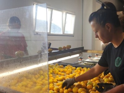 Mandarine u Neretvanskom kraju Mandarine u Neretvanskom kraju