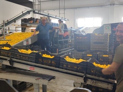 Mandarine u Neretvanskom kraju Mandarine u Neretvanskom kraju