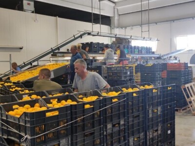 Mandarine u Neretvanskom kraju Mandarine u Neretvanskom kraju