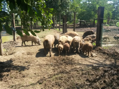 OPG Vlado Krivić - mangulice