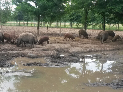 OPG Vlado Krivić - mangulice