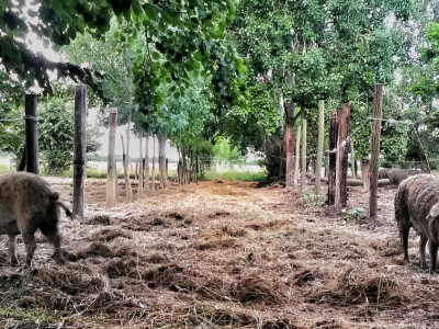 OPG Vlado Krivić - mangulice