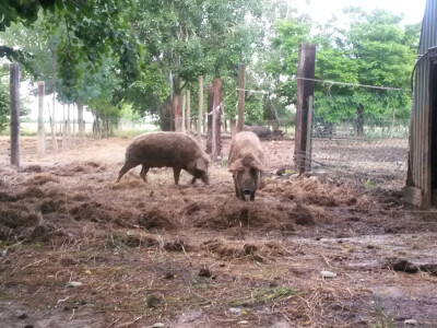 OPG Vlado Krivić - mangulice