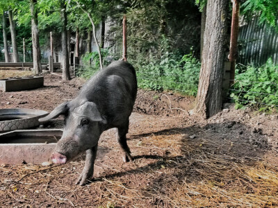 OPG Vlado Krivić - mangulice