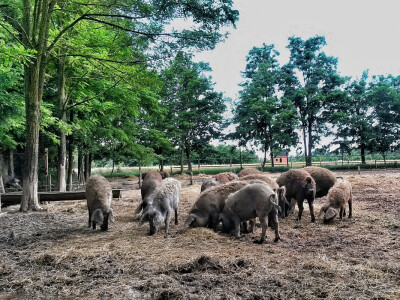 OPG Vlado Krivić - mangulice