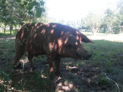 OPG Vlado Krivić - mangulice