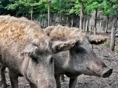 OPG Vlado Krivić - mangulice