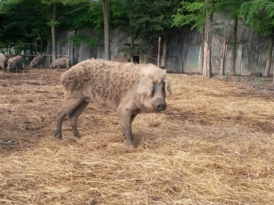 OPG Vlado Krivić - mangulice