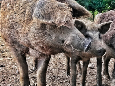 OPG Vlado Krivić - mangulice