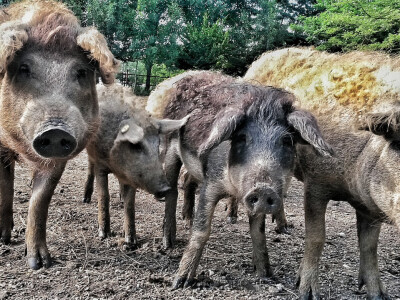 OPG Vlado Krivić - mangulice
