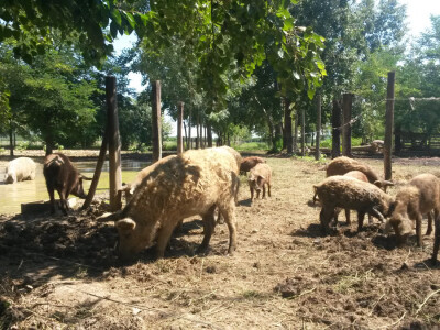 OPG Vlado Krivić - mangulice